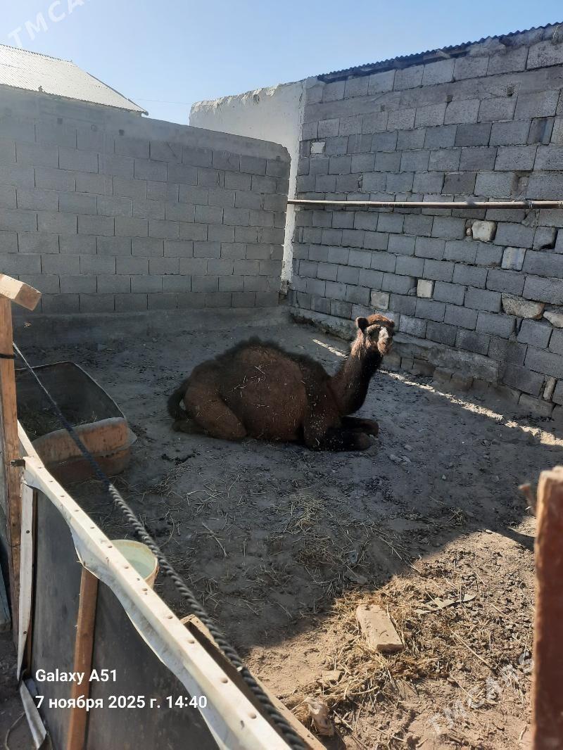 Duye - Gyzylarbat - img 5