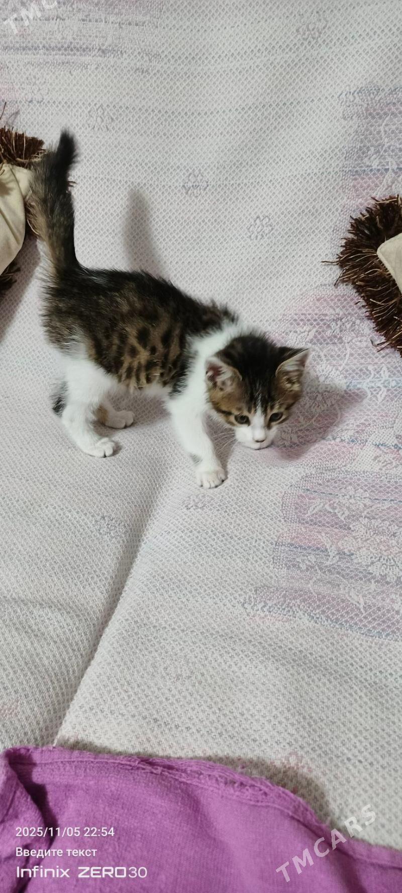 Пушистик - Мары - img 3