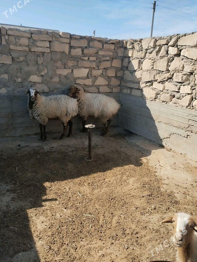 Goc goyun - Gumdag - img 2