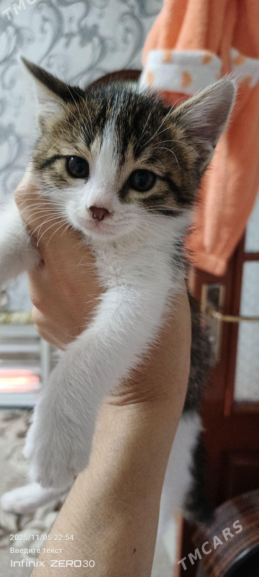 Пушистик - Мары - img 2