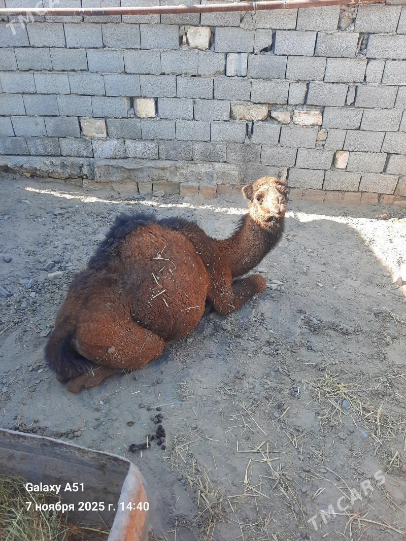 Duye - Gyzylarbat - img 4