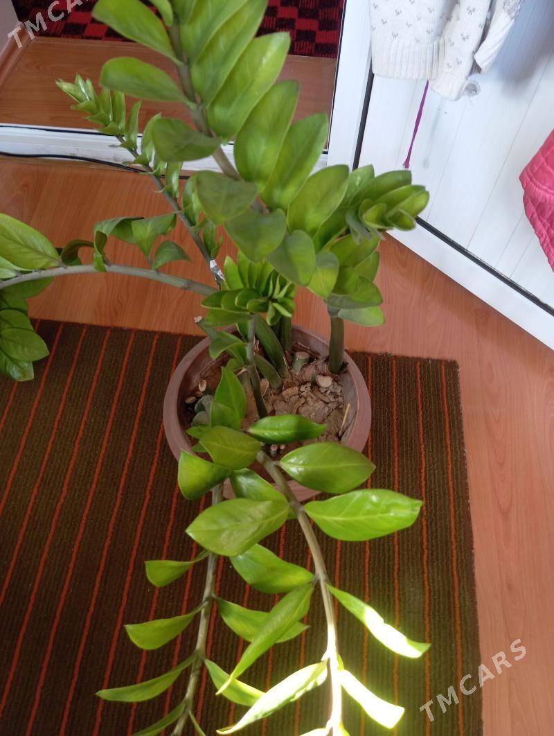 Взрослый замиокулькас - Байрамали - img 4