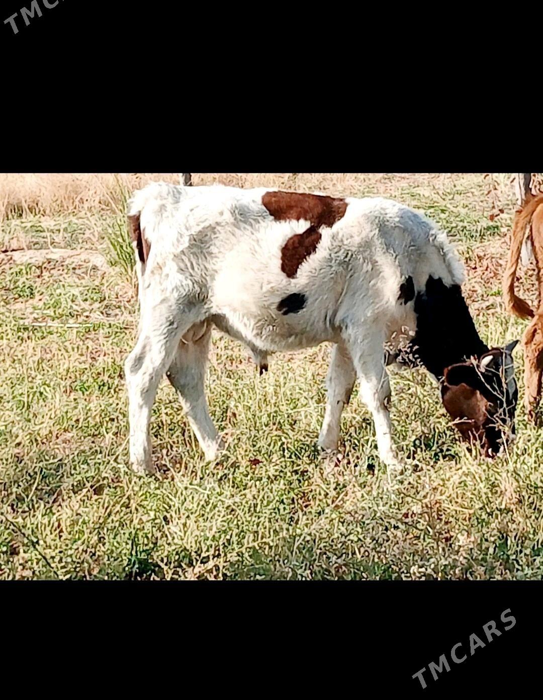 Goleli sygyr,onuzce - Мары - img 3