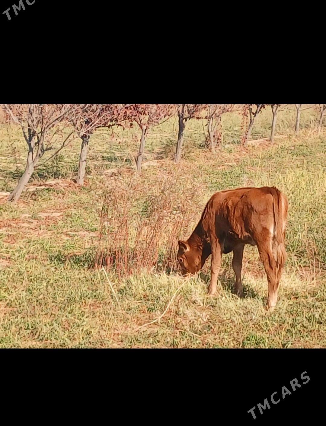 Goleli sygyr,onuzce - Мары - img 4