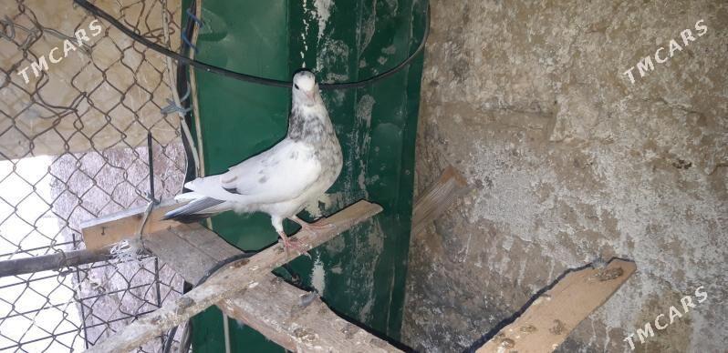 Kepderi - Ak bugdaý etraby - img 2