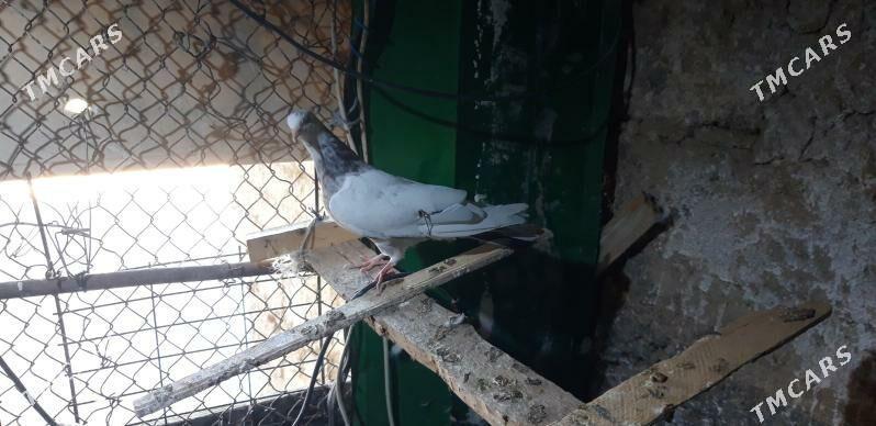 Kepderi - Ak bugdaý etraby - img 3