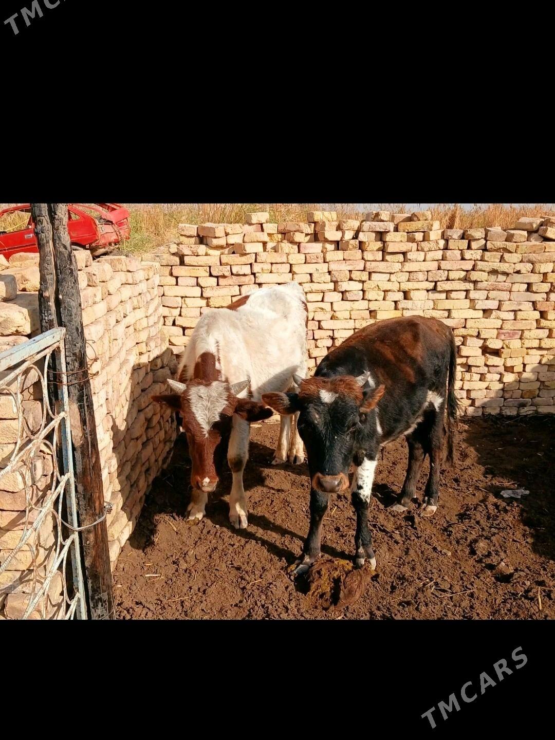 Goleli sygyr,onuzce - Мары - img 1