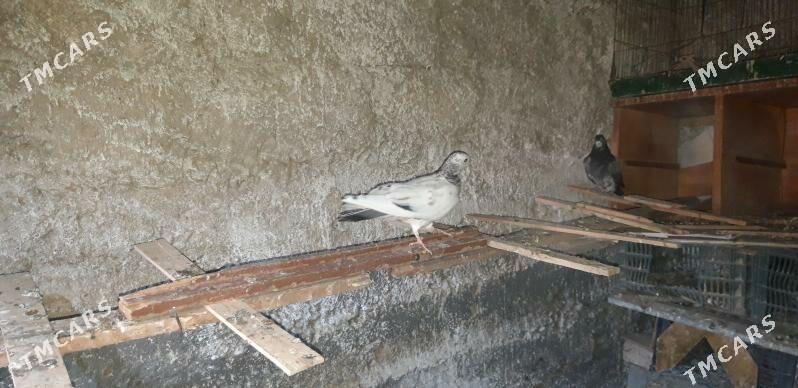 Kepderi - Ak bugdaý etraby - img 1