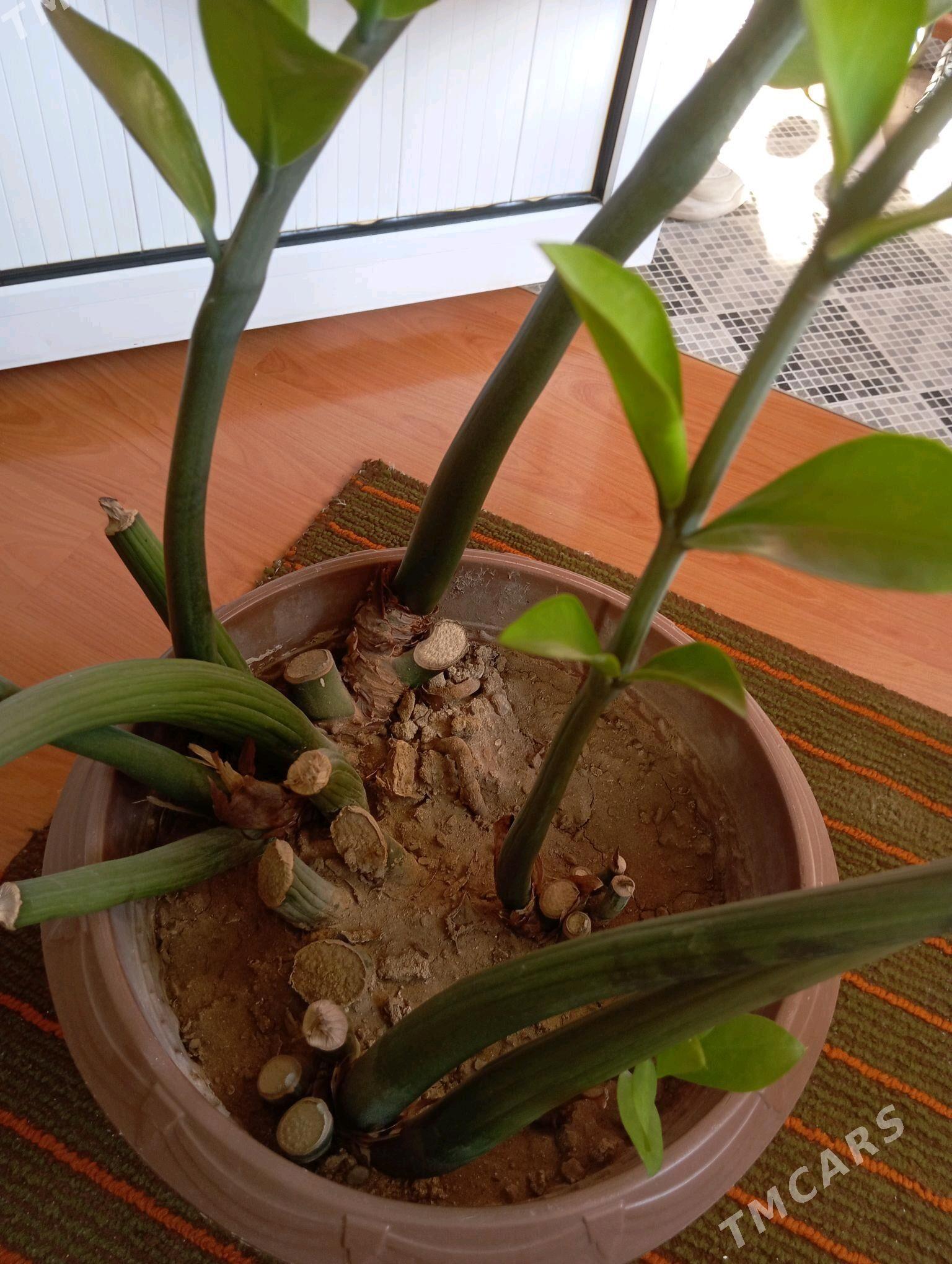 Взрослый замиокулькас - Байрамали - img 3