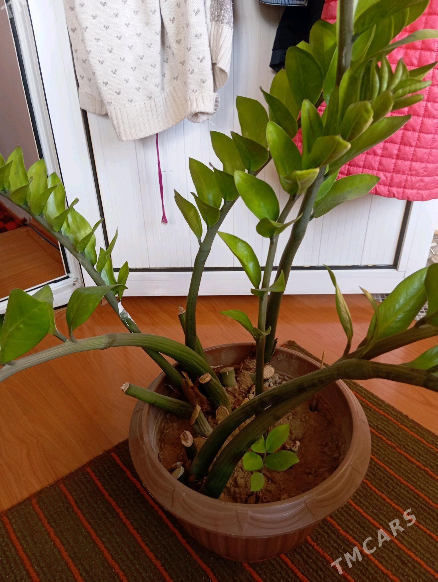 Взрослый замиокулькас - Байрамали - img 2