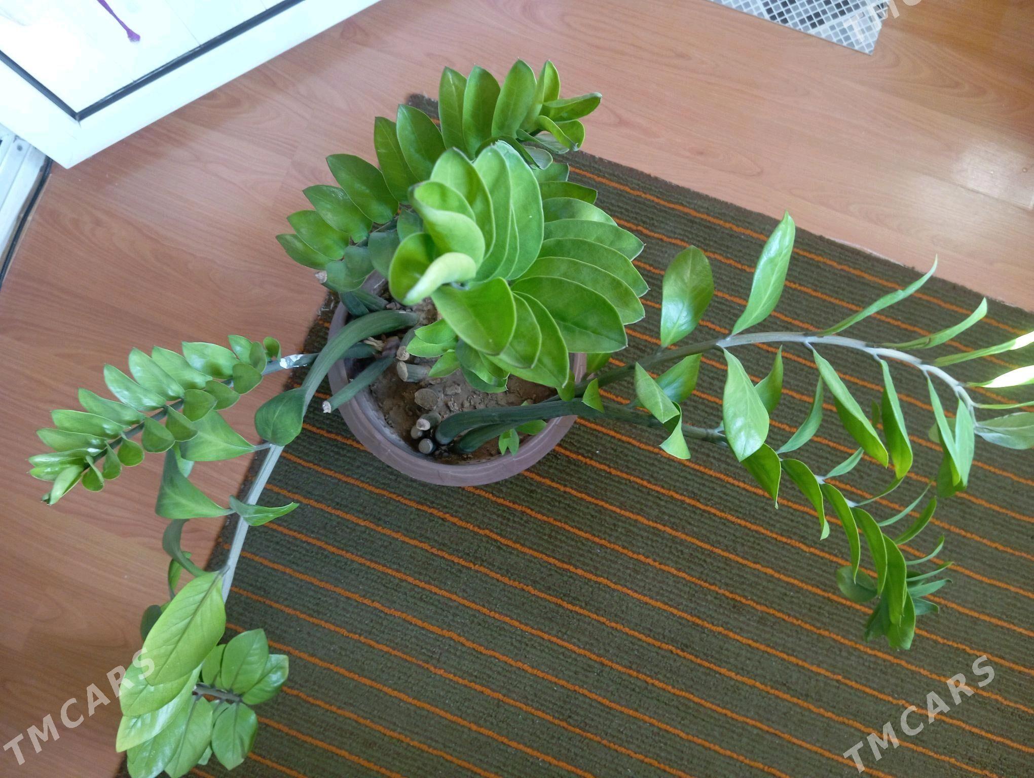 Взрослый замиокулькас - Байрамали - img 1