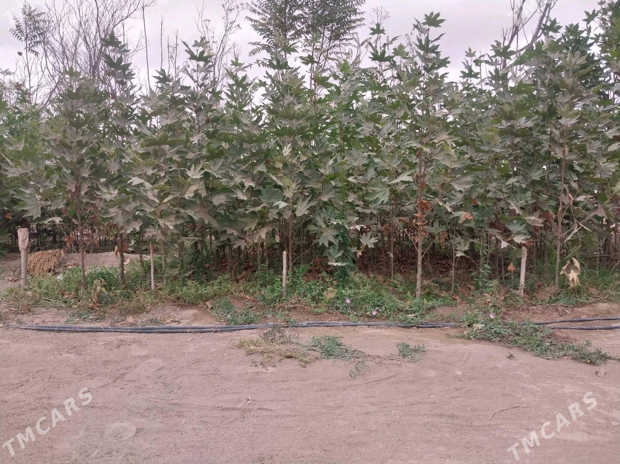 ÇYNAR NAHALY - Ашхабад - img 4