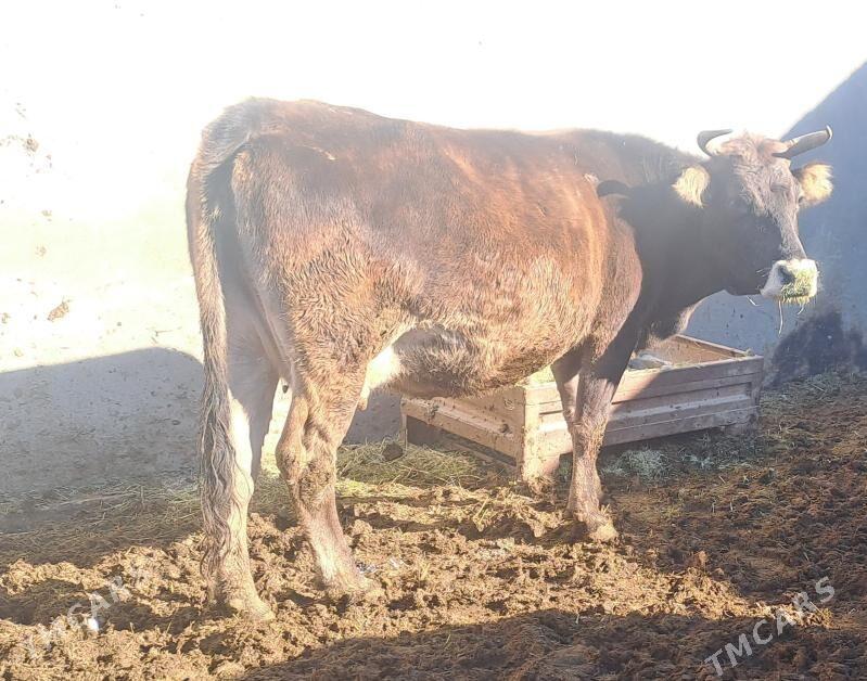 SYGYR - Бахарден - img 3