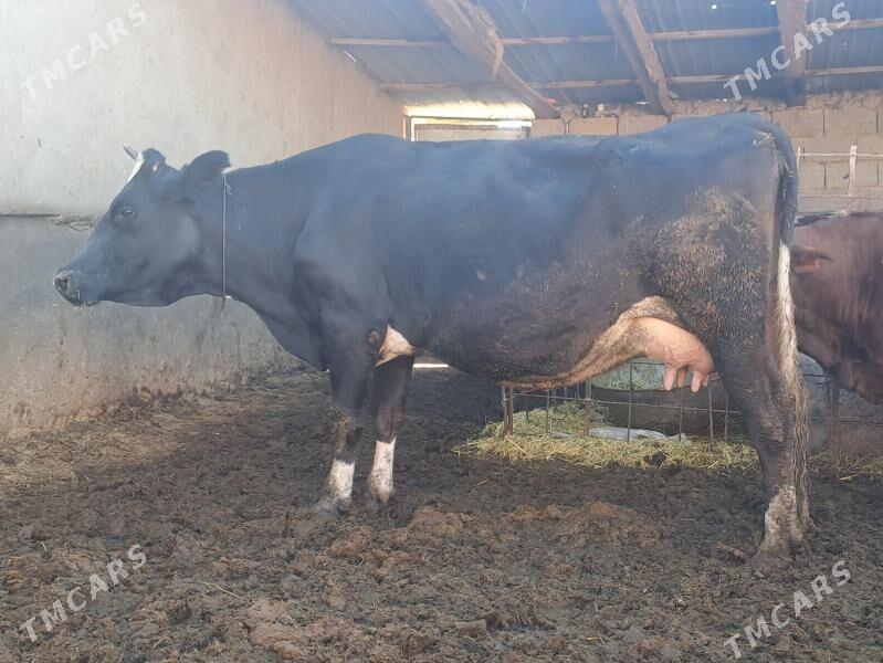 SYGYR - Бахарден - img 5