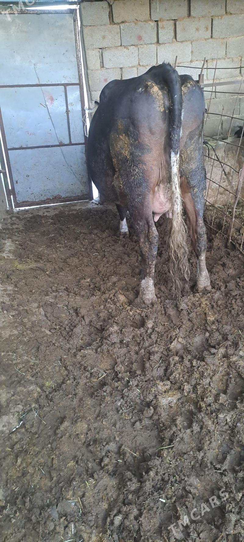 SYGYR - Бахарден - img 2