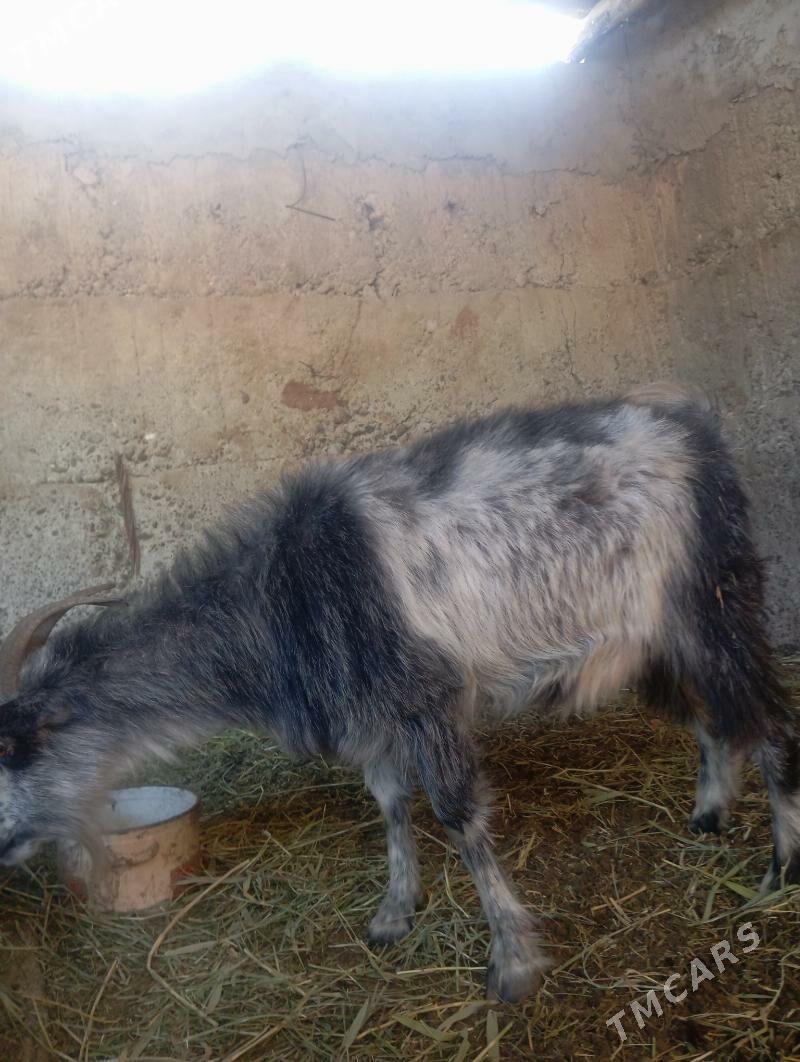 geçi - Gypjak - img 2