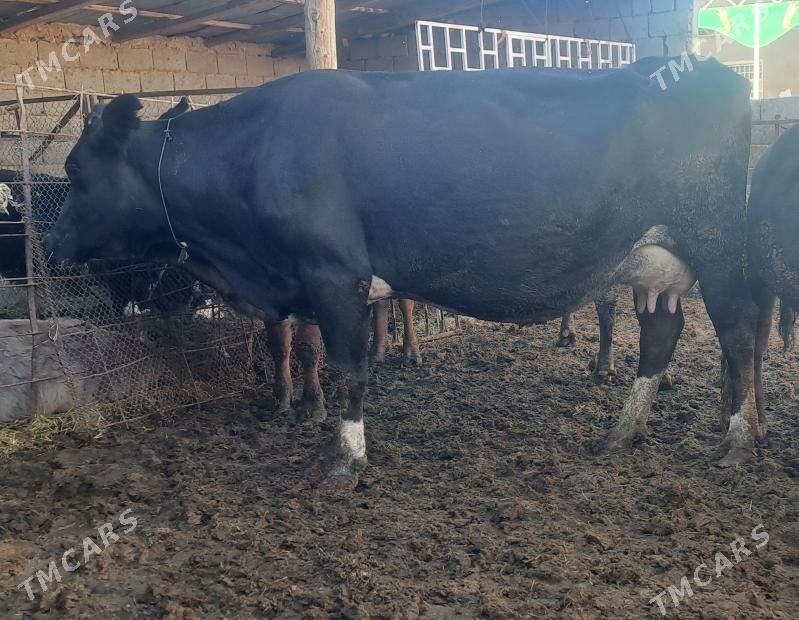 SYGYR - Бахарден - img 6