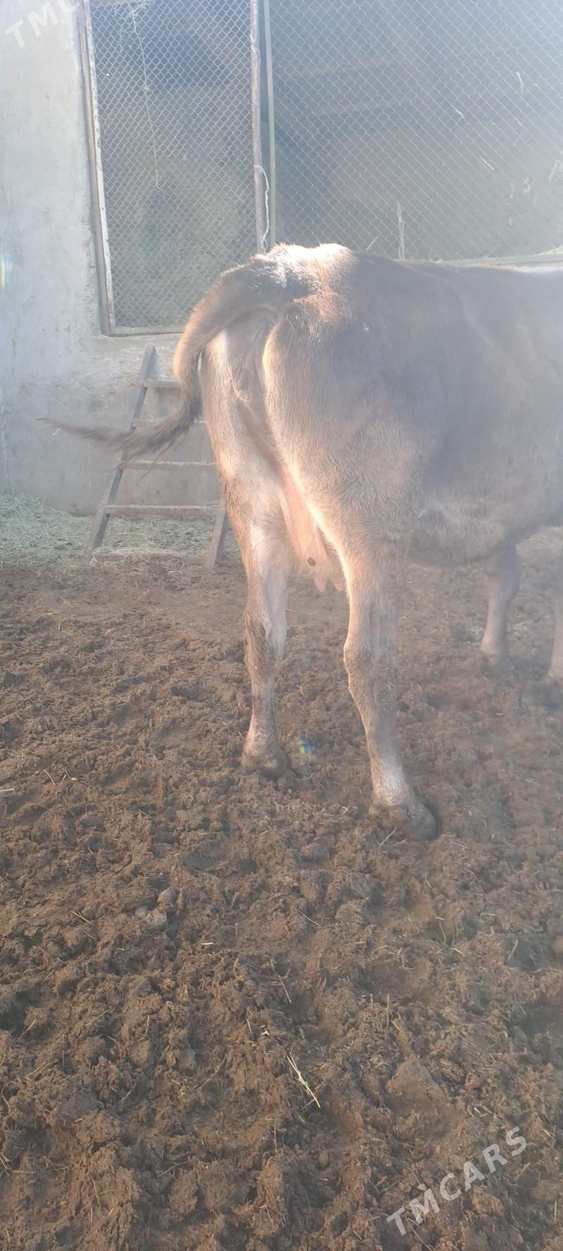 SYGYR - Бахарден - img 4