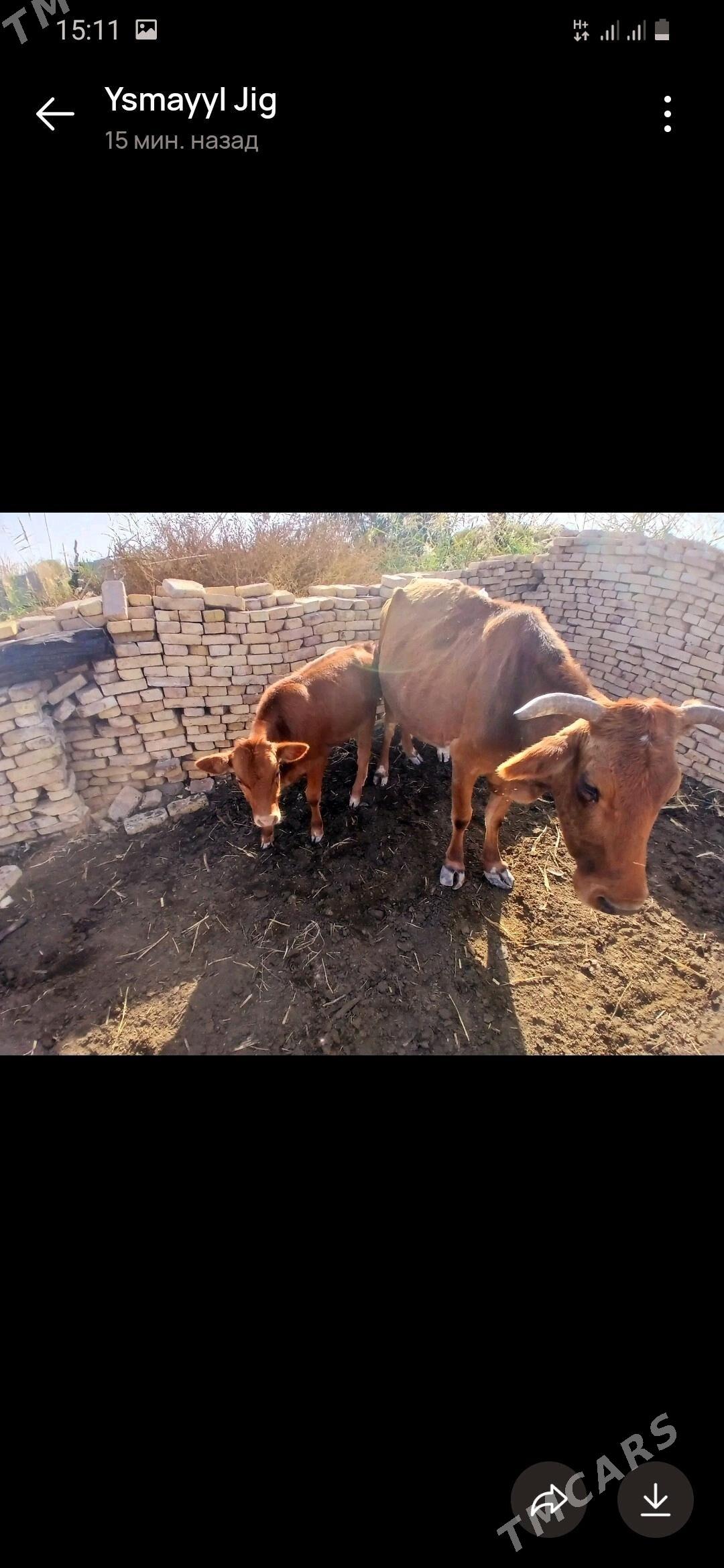 Goleli sygyr,onuzce - Мары - img 5