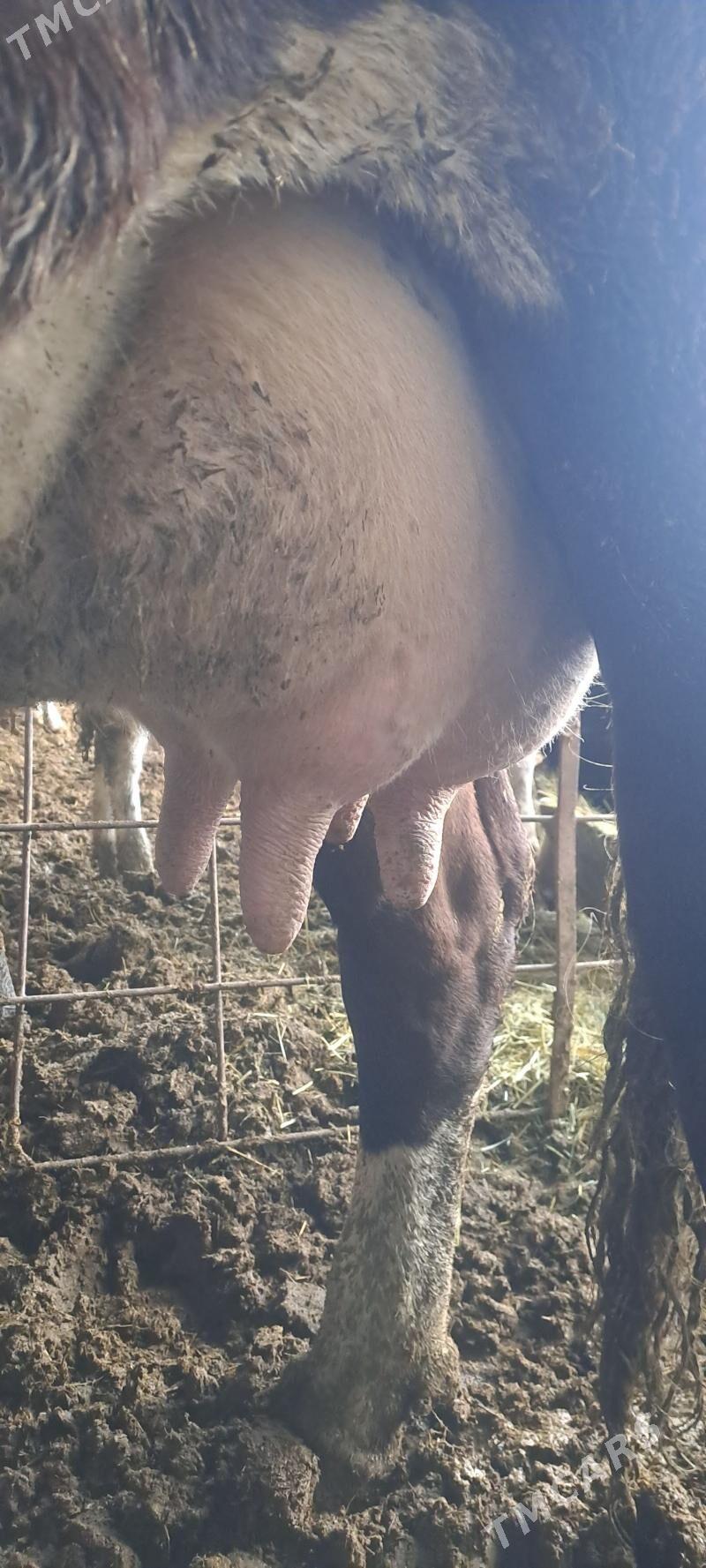 SYGYR - Бахарден - img 1