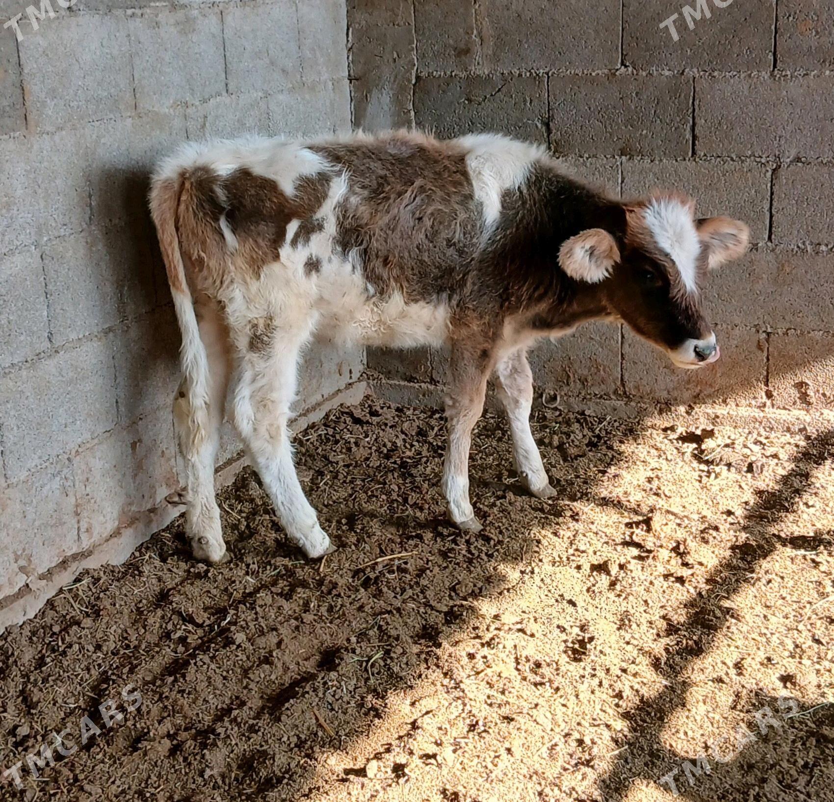 Tuwe - Gökdepe - img 2