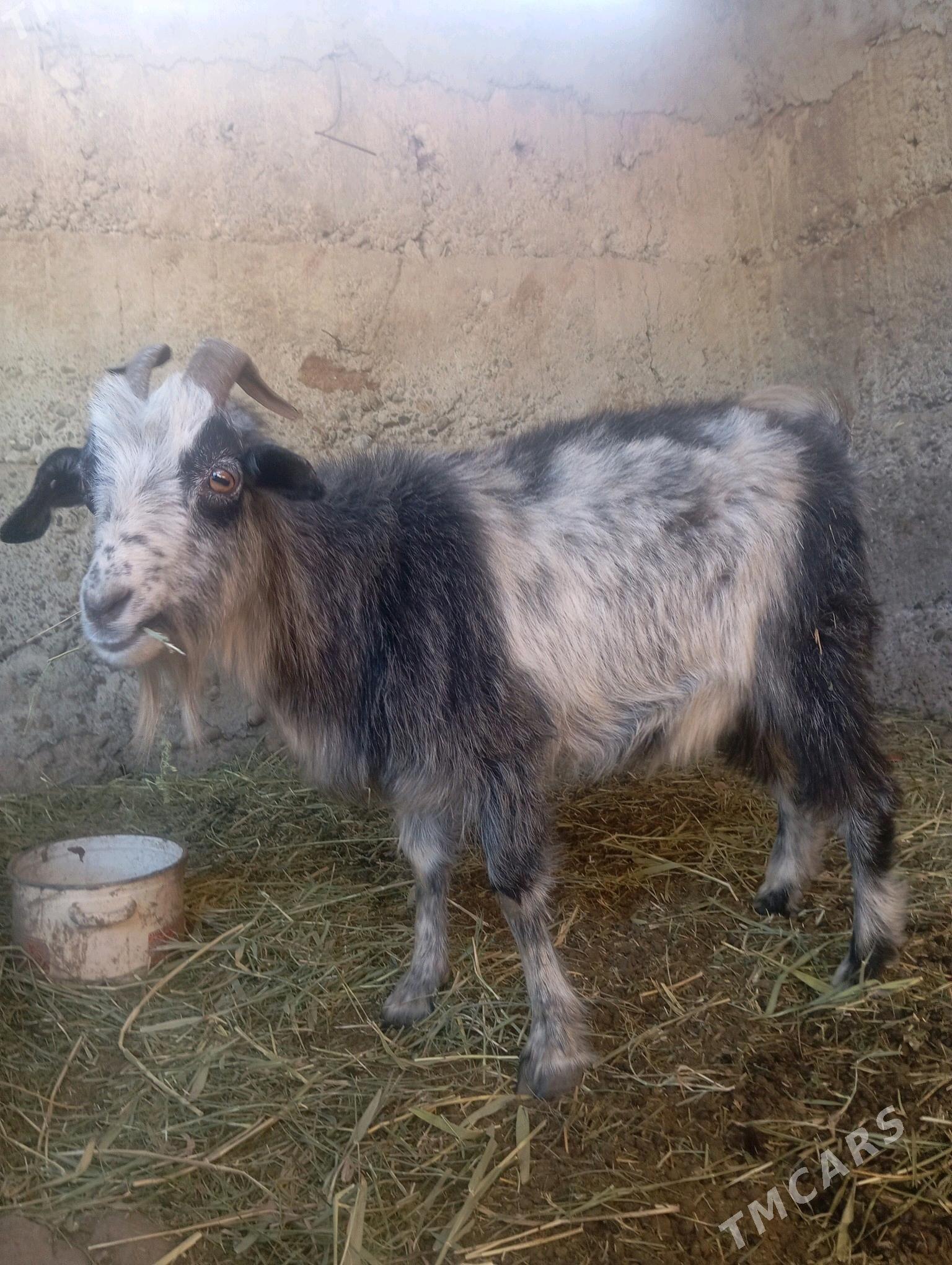 geçi - Gypjak - img 1