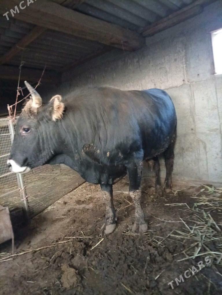 okuz - Bereket - img 1