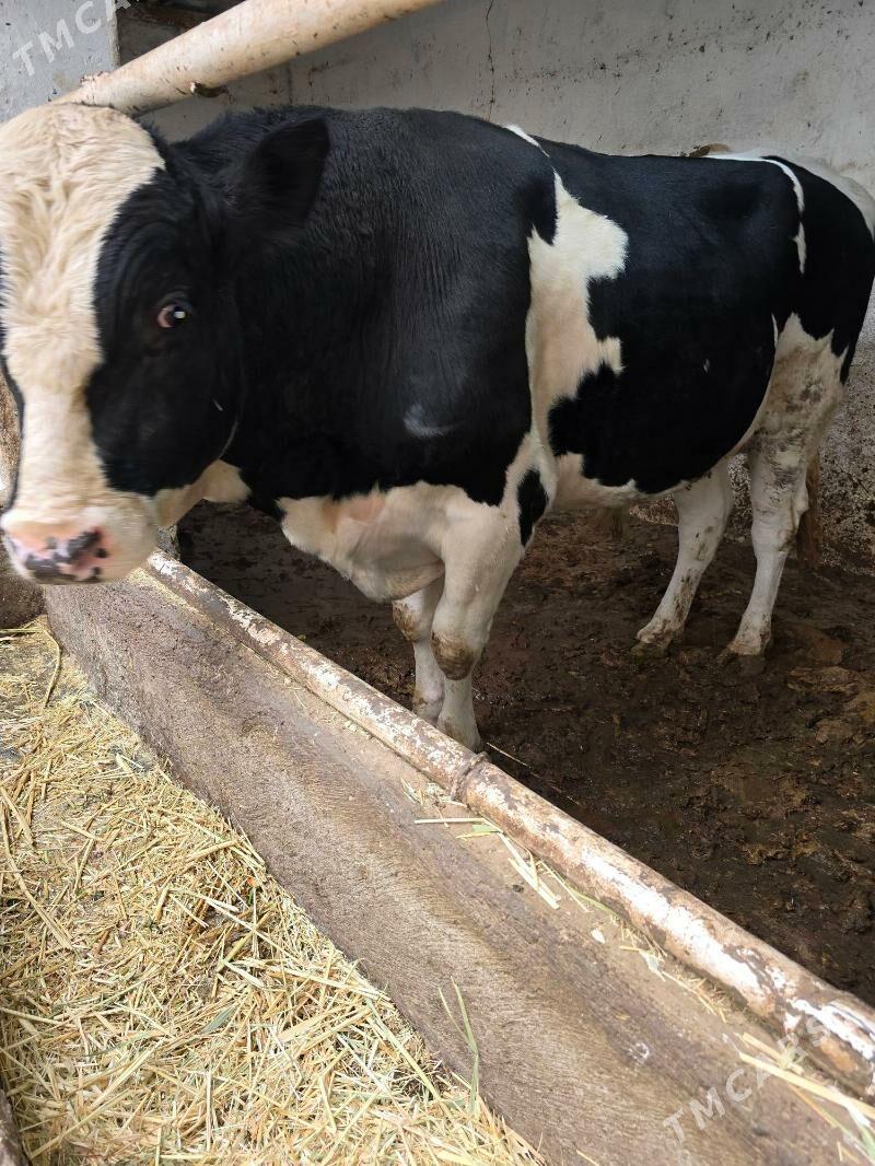 okuz gara ala - Бекреве - img 2