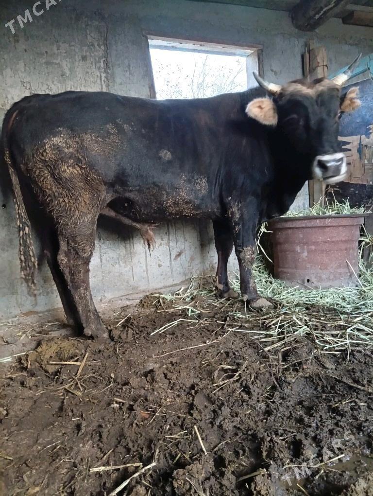 okuz - Bereket - img 2