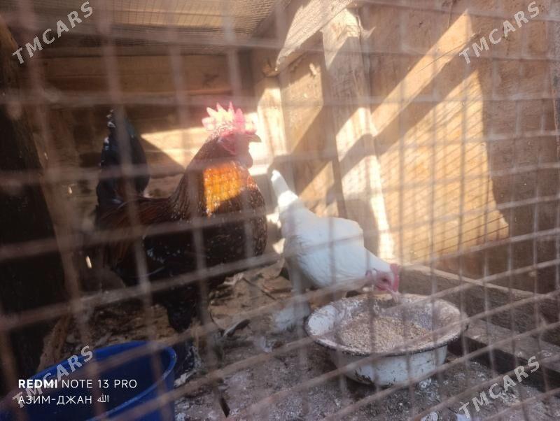 япончик - Türkmenabat - img 2