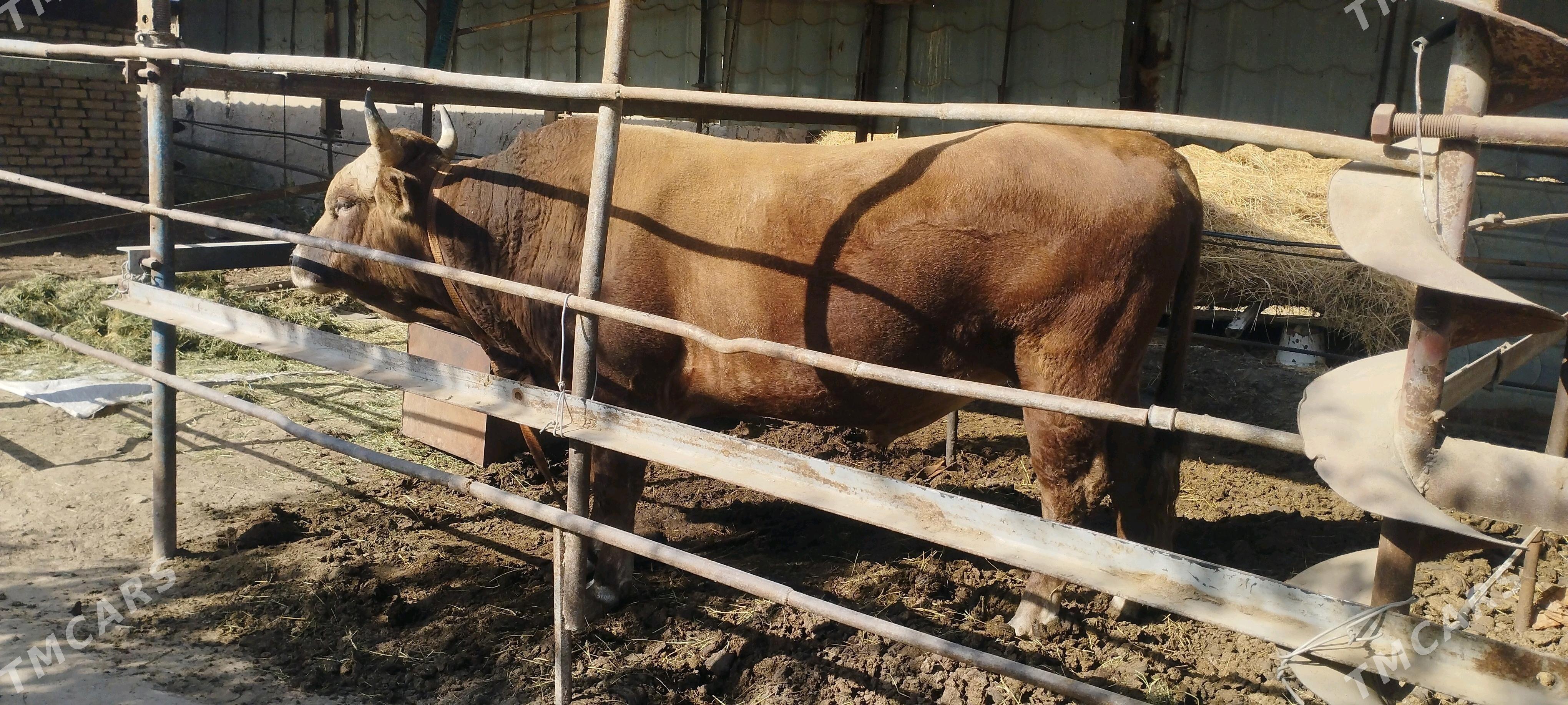 okuz - Murgap - img 2