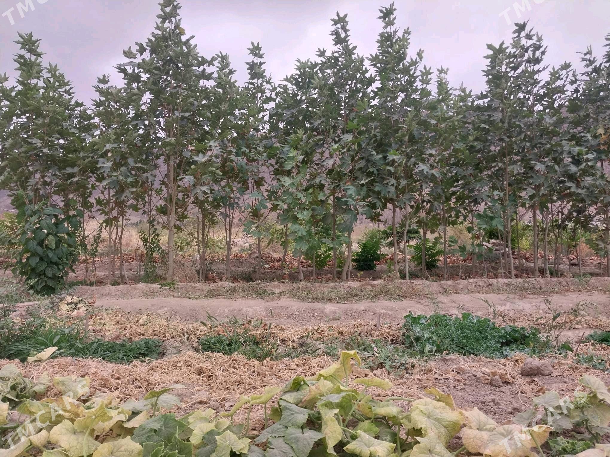 ÇYNAR NAHALY - Ашхабад - img 3