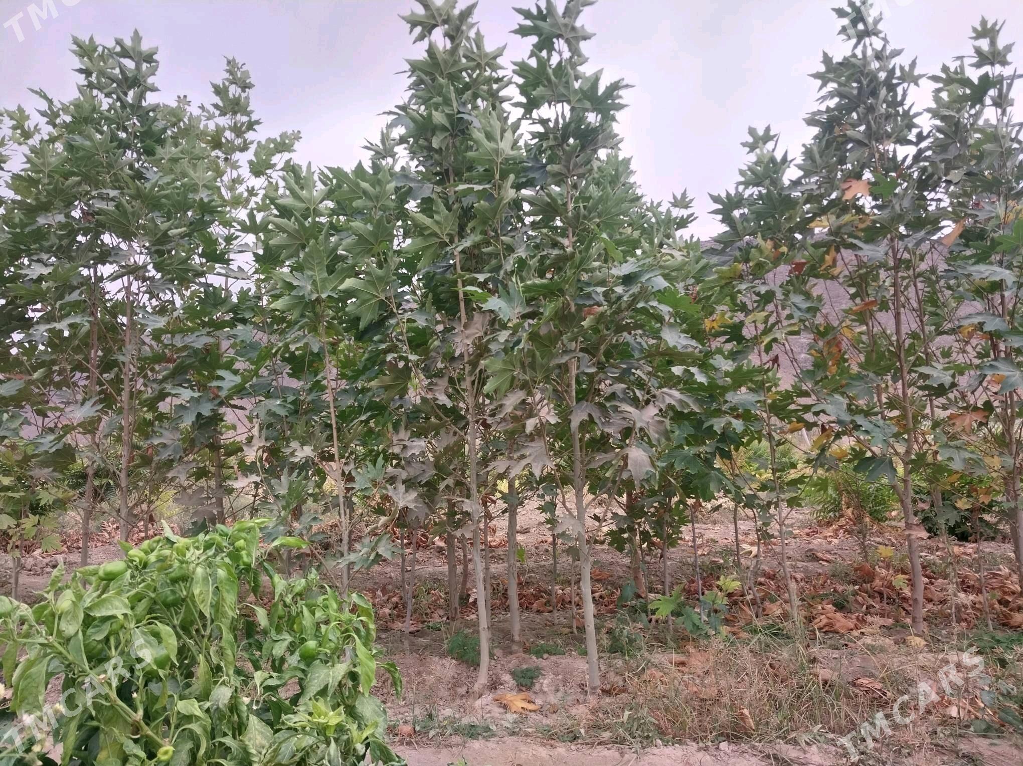 ÇYNAR NAHALY - Ашхабад - img 2