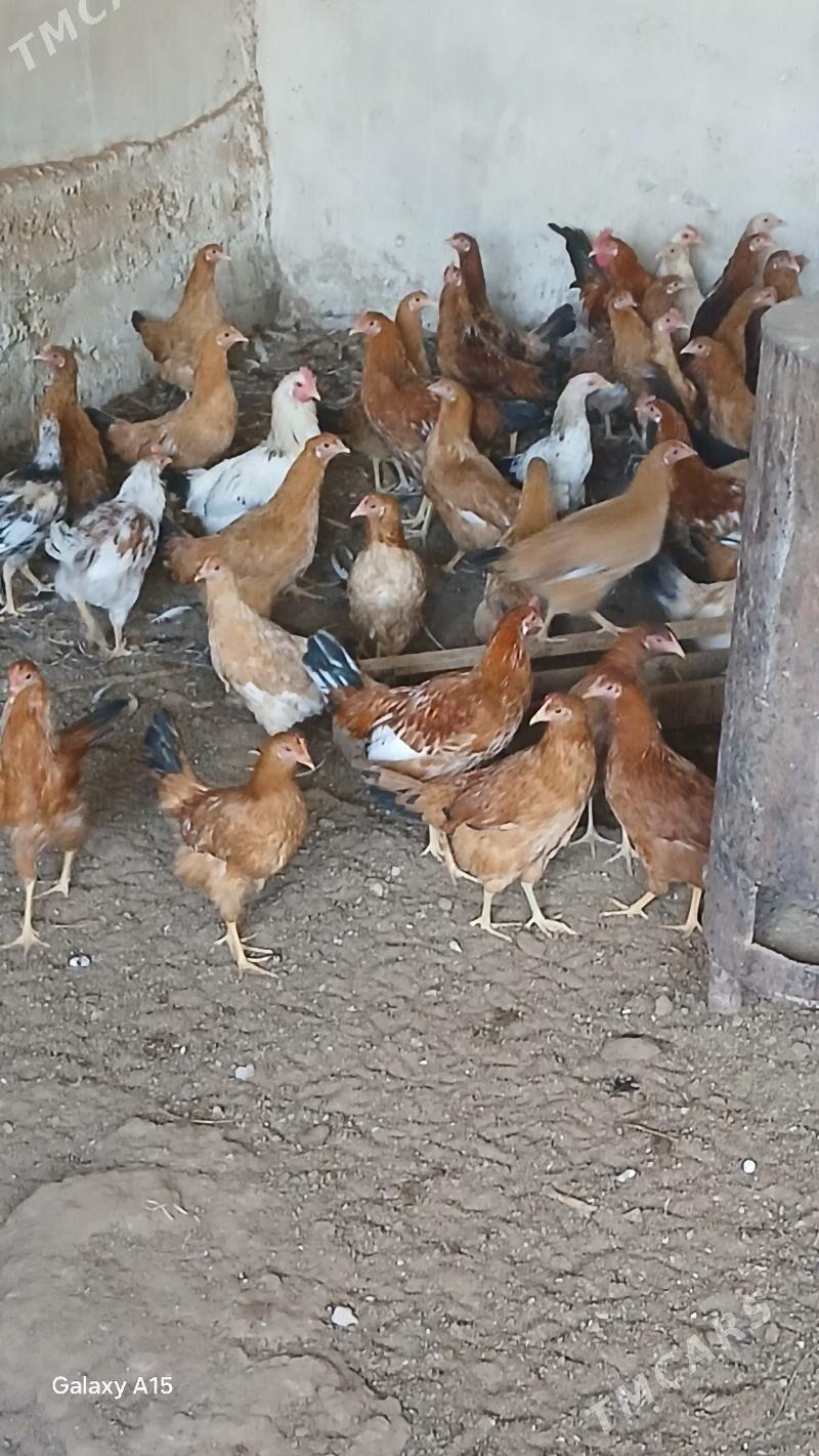 ýaş horazlar - Balkanabat - img 1