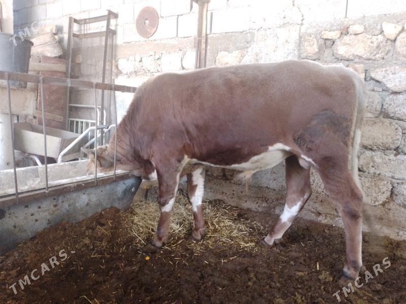 Ökuzler - Ак-Бугдайский этрап - img 1