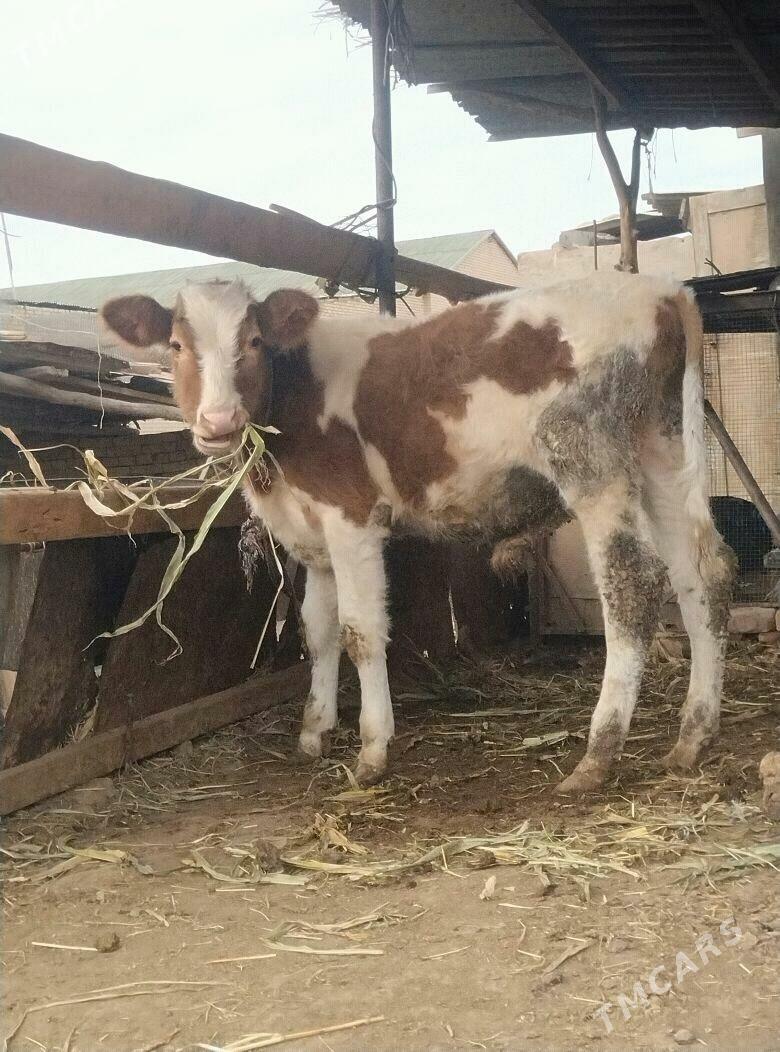 симентал окузче - Çärjew - img 4