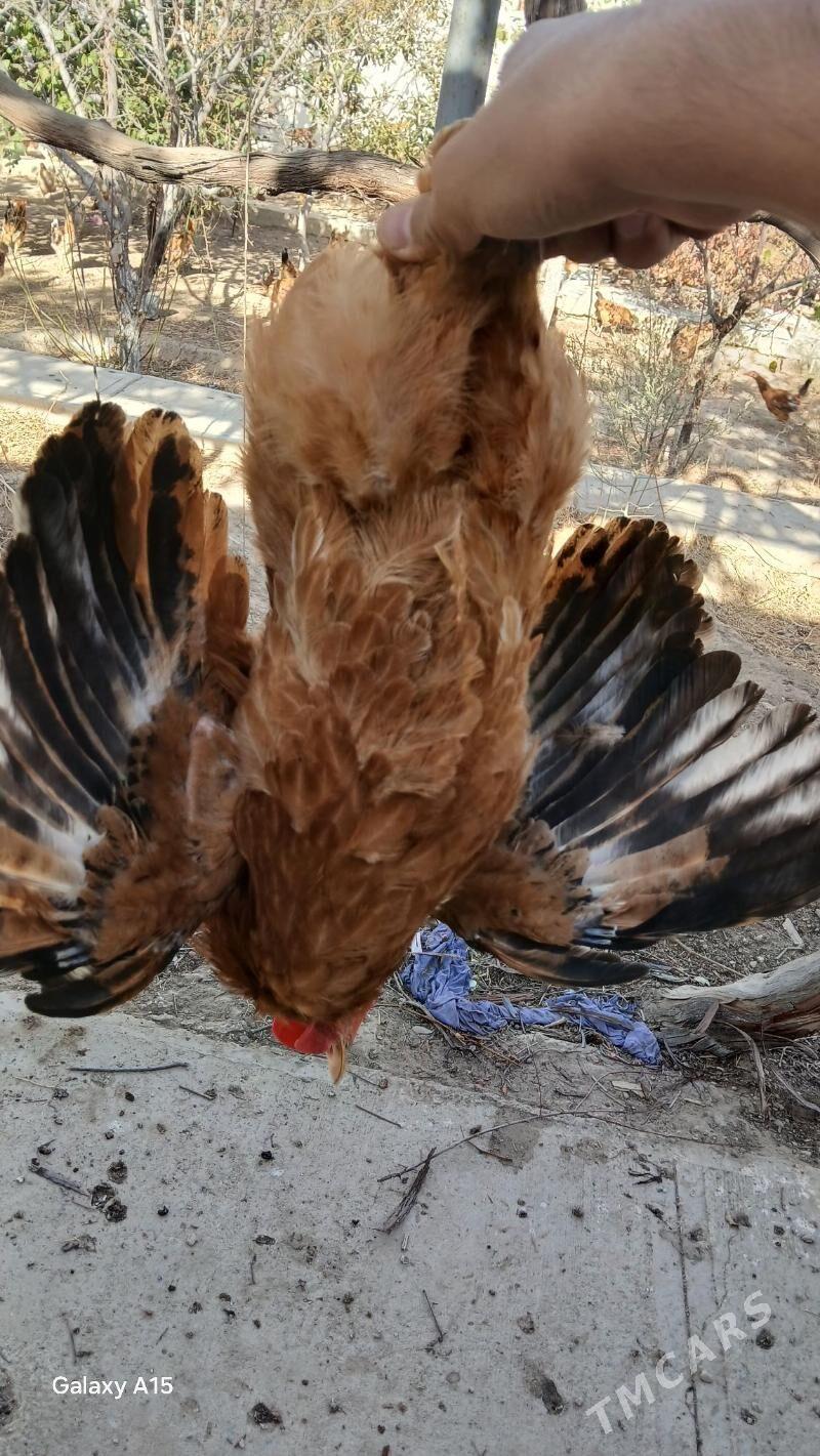 ýaş horazlar - Balkanabat - img 2