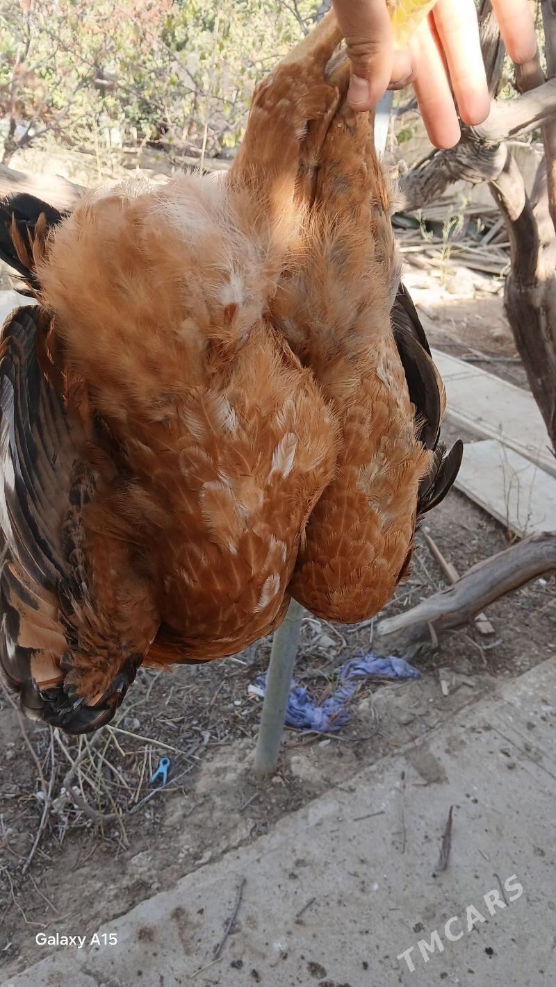 ýaş horazlar - Balkanabat - img 3