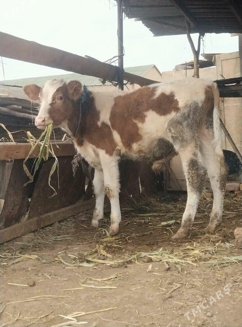 симентал окузче - Çärjew - img 3