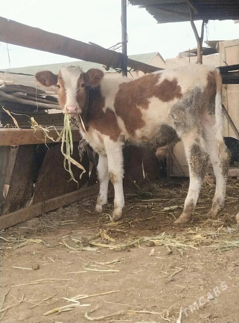 симентал окузче - Çärjew - img 1