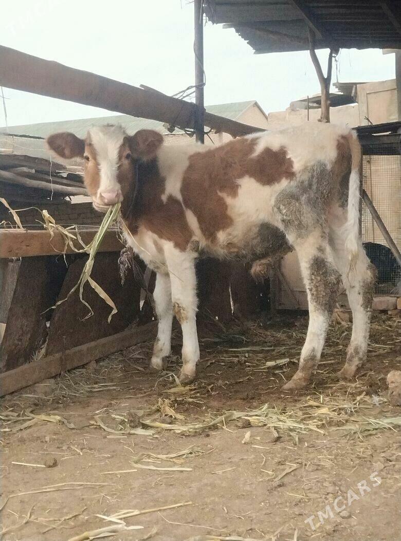 симентал окузче - Çärjew - img 2