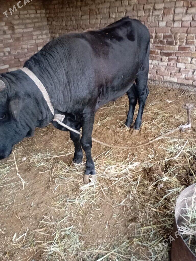 okuzler 3sany - Baýramaly - img 1