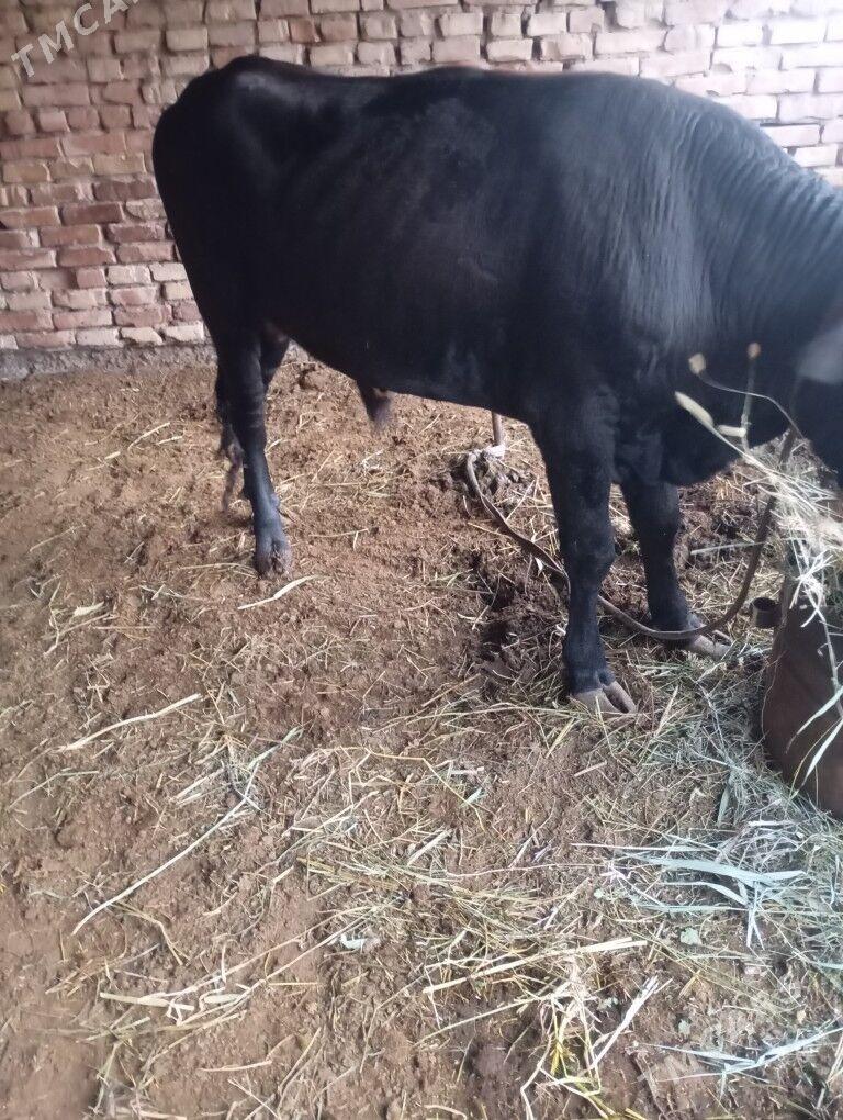 okuzler 3sany - Baýramaly - img 2