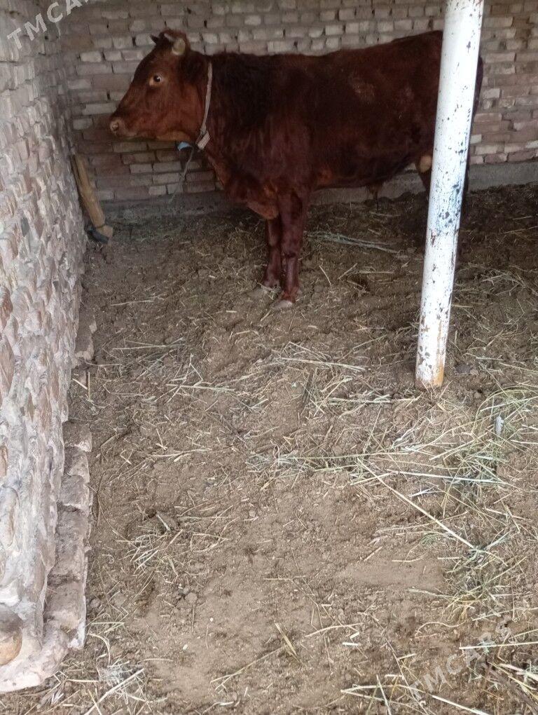 okuzler 3sany - Baýramaly - img 4