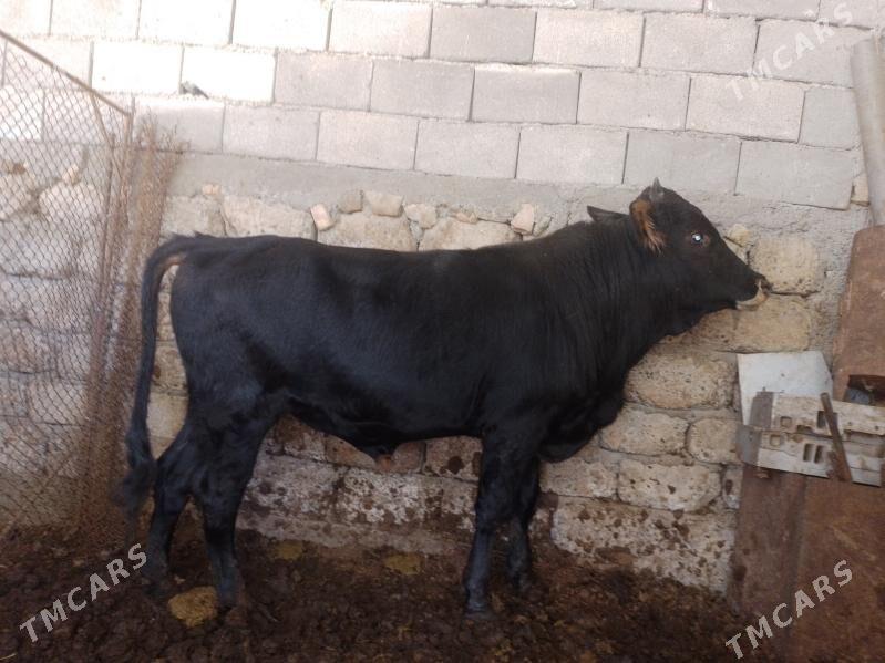 Ökuzler - Ак-Бугдайский этрап - img 8