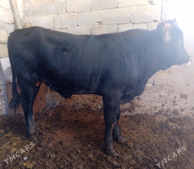 Ökuzler - Ак-Бугдайский этрап - img 7