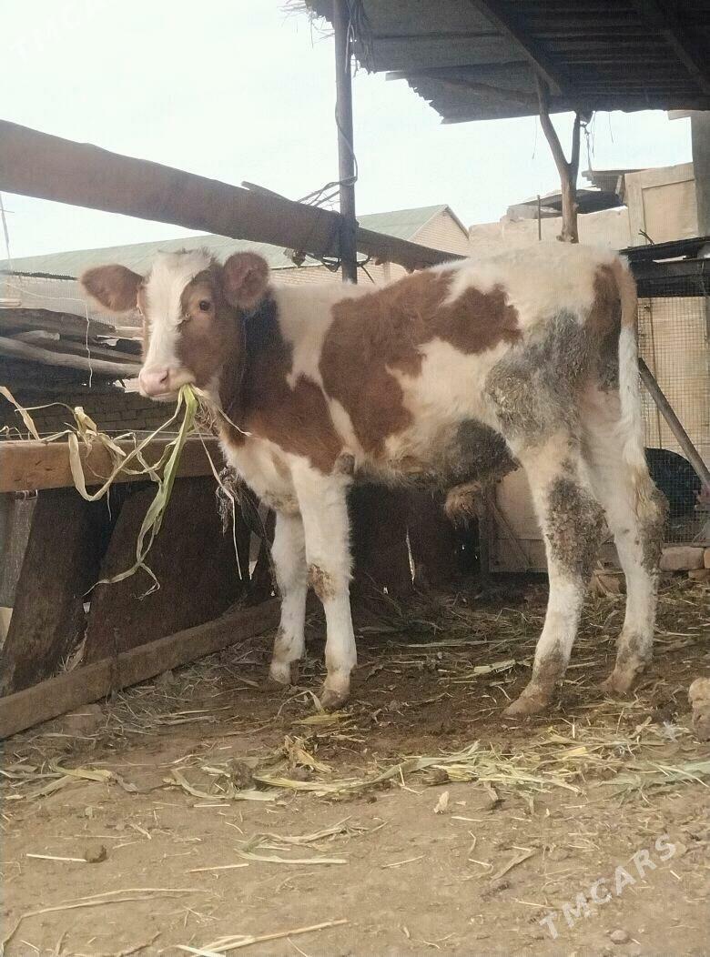 симентал окузче - Çärjew - img 5