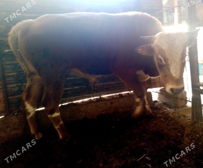 Ökuzler - Ак-Бугдайский этрап - img 4