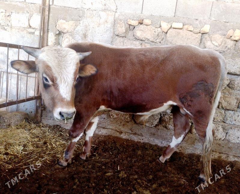 Ökuzler - Ак-Бугдайский этрап - img 3