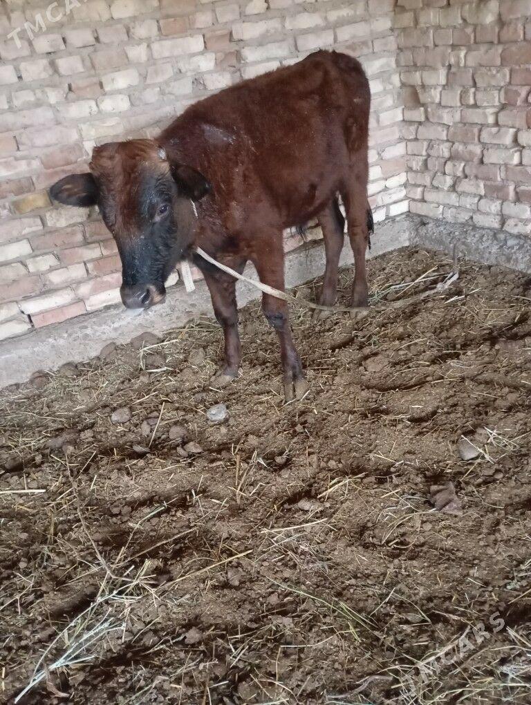 okuz - Байрамали - img 3